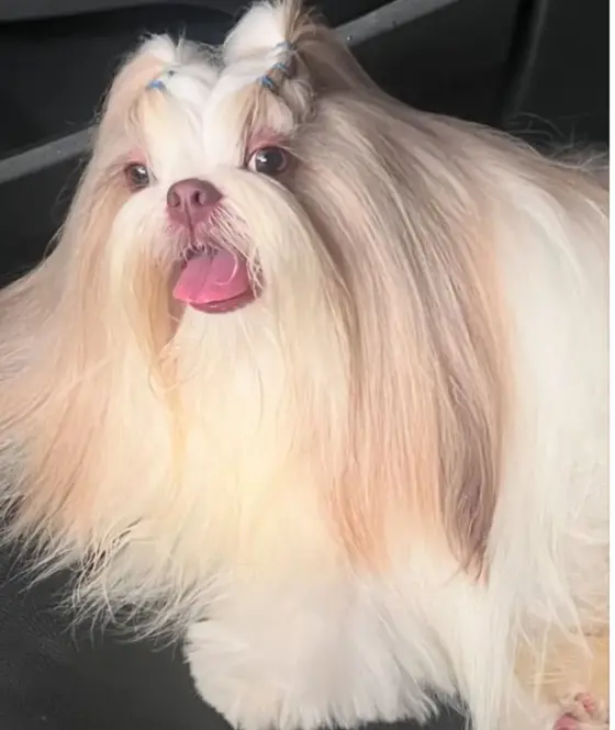 Shih-tzu de pelo longo, solto e brilhante depois do banho